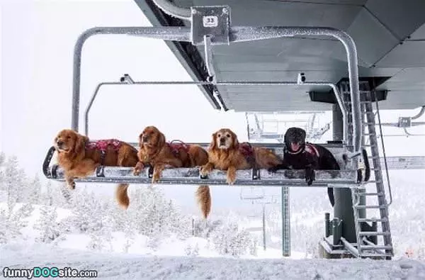Going Fo A Ski