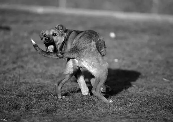 I Will Get You Tail