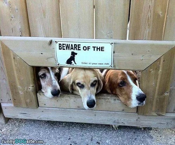 Beware Of These Dogs