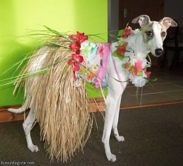 The Hula Dog