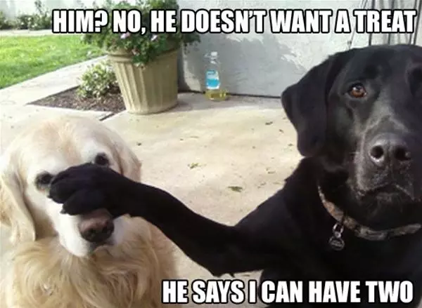 Dog Treats