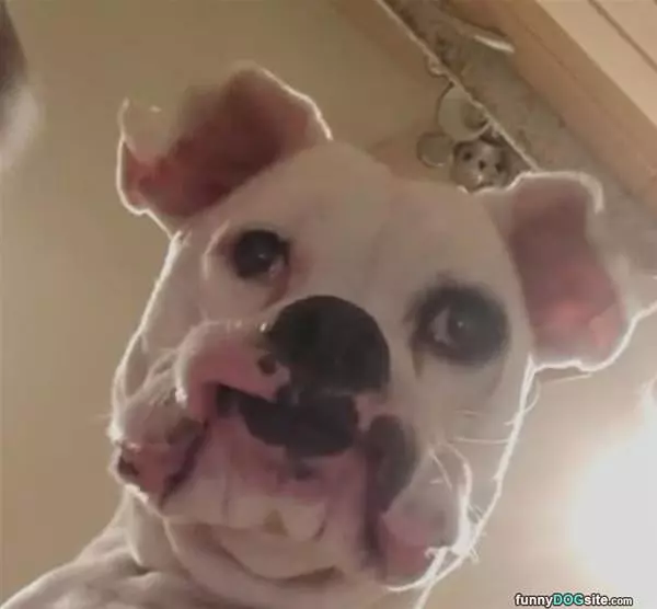 This Little Guys Face