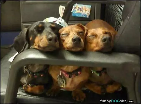 All Taking Naps
