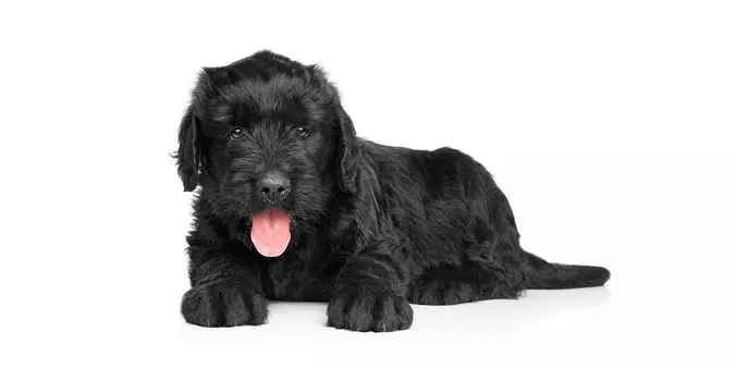 Black Russian Terrier puppy