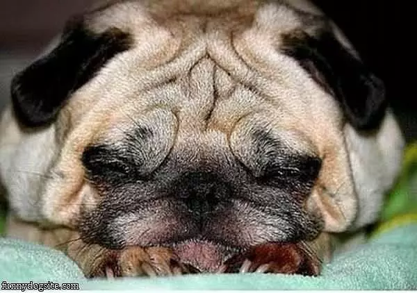 Sleepy Pug