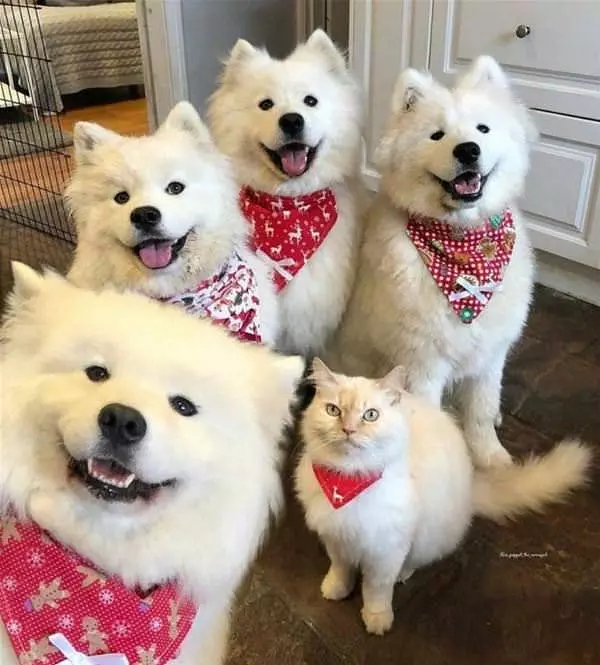 The Boys