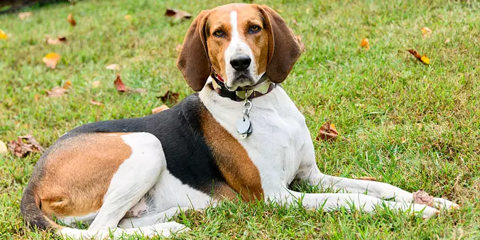American English Coonhound