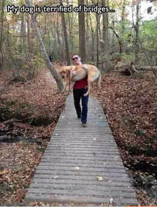 Dog Hates Bridges