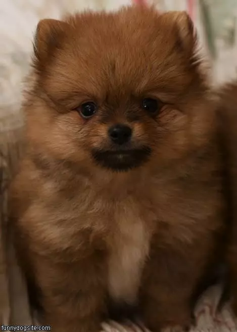 Fluffy