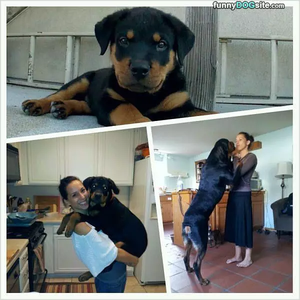Little Puppy Grows Up