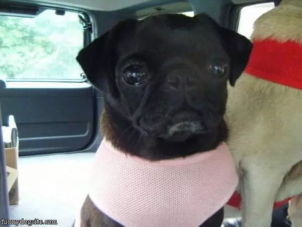 Its A Scarf
