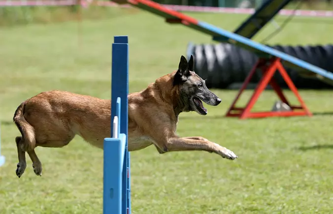 Belgian Sheepdog playing