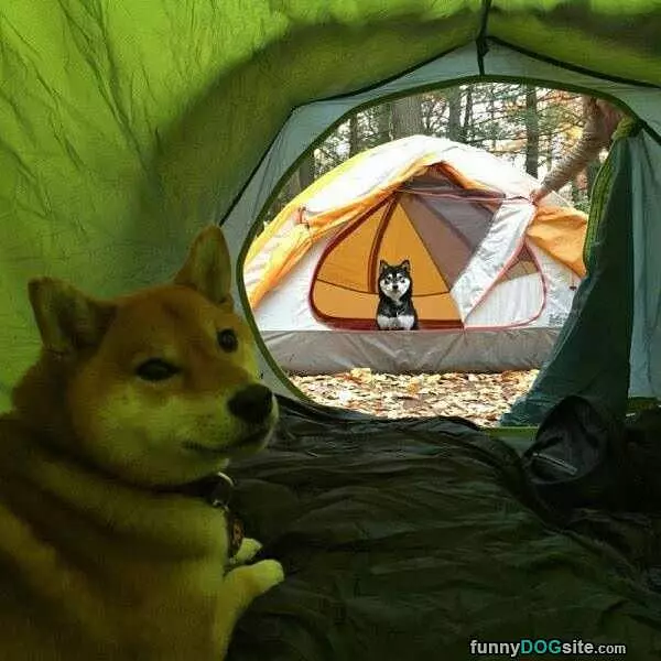 Dogs Tenting
