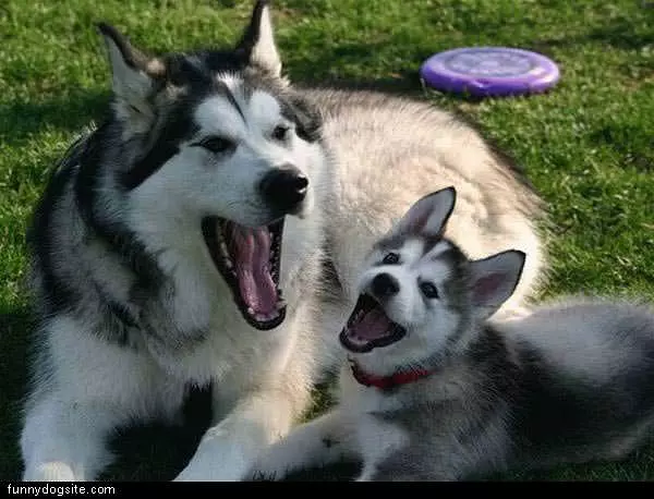 Husky Family