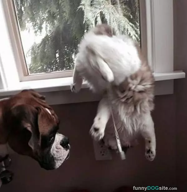 Excuse Me There Mr Kitty