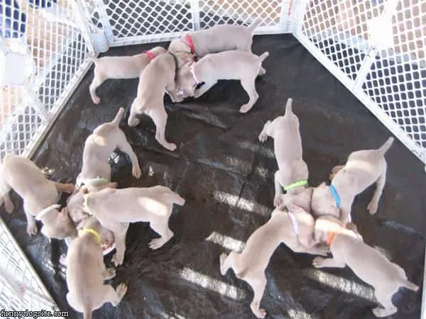 Hungry Hungry Puppies