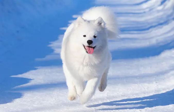 samoyed running