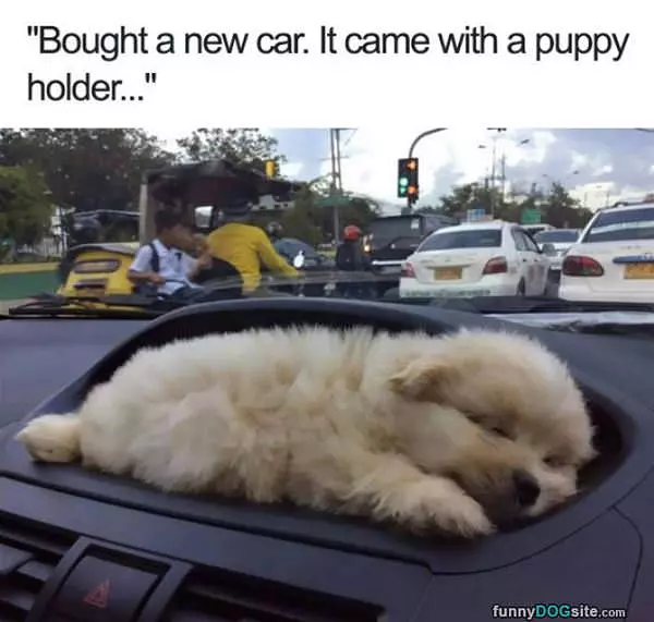 A Car With A Puppy Holder