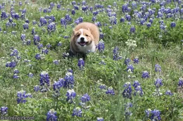 Flower Run