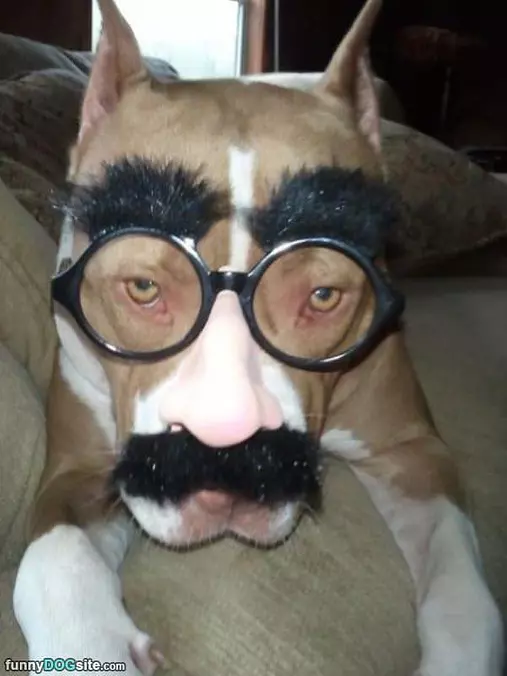 Nice Mustache