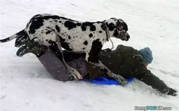 We Love Sledding
