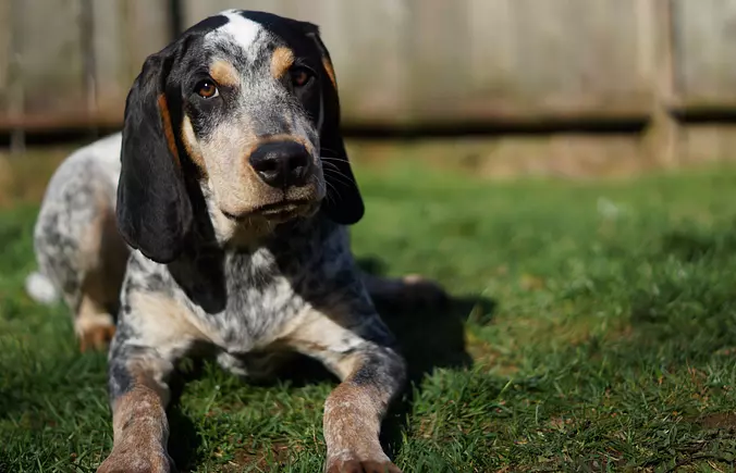 American English Coonhound ...