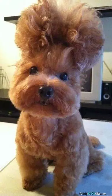 Awesome Hair
