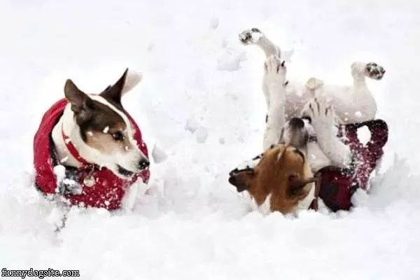We Love The Snow