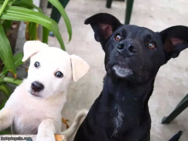 Can We Have Some