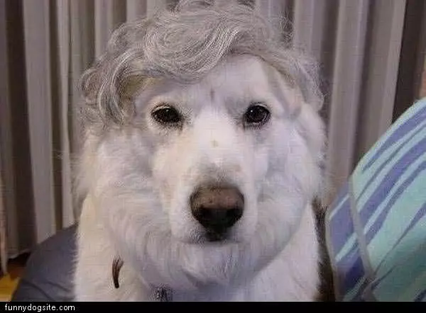 Nice Comb Over
