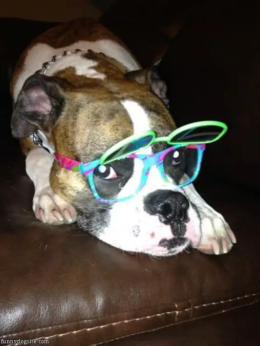 Nice Glasses Dog