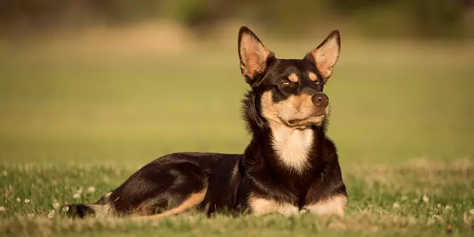 Australian Kelpie