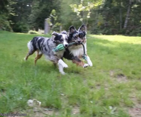 Aussie Puppies
