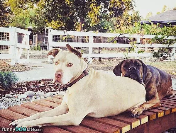 My Big Buddy