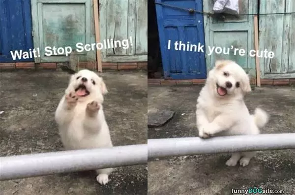 Stop Scrolling