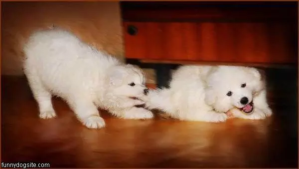 Tug Of War Puppies