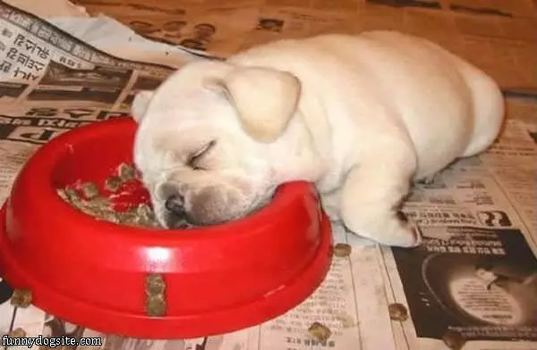 This Food Is Yummy