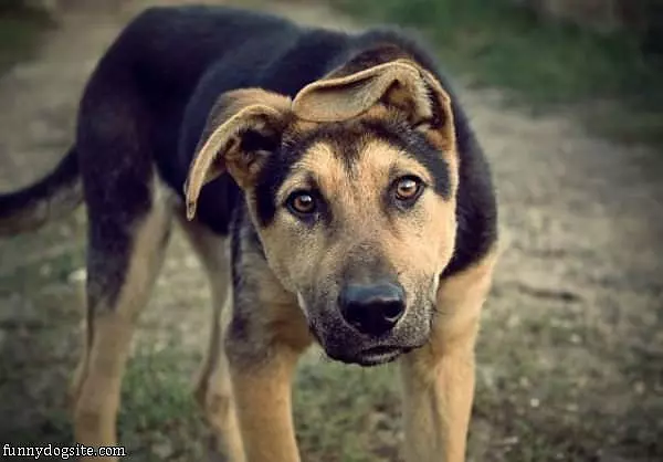 Floppy Ears