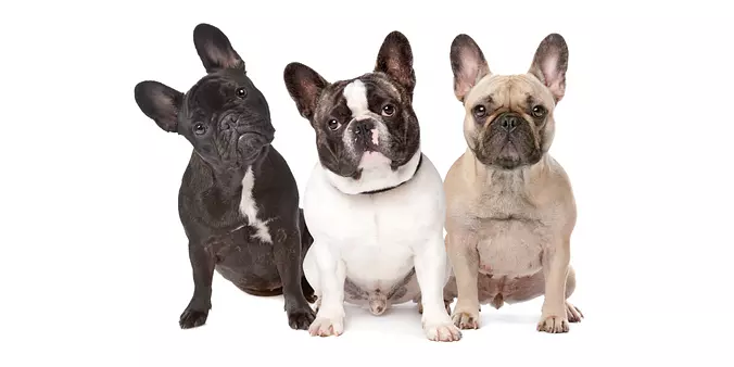 French Bulldog family