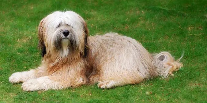 Tibetan Terrier in the garden