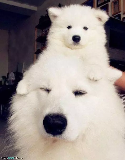 Dog Stacking