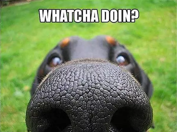 Whatcha Doin