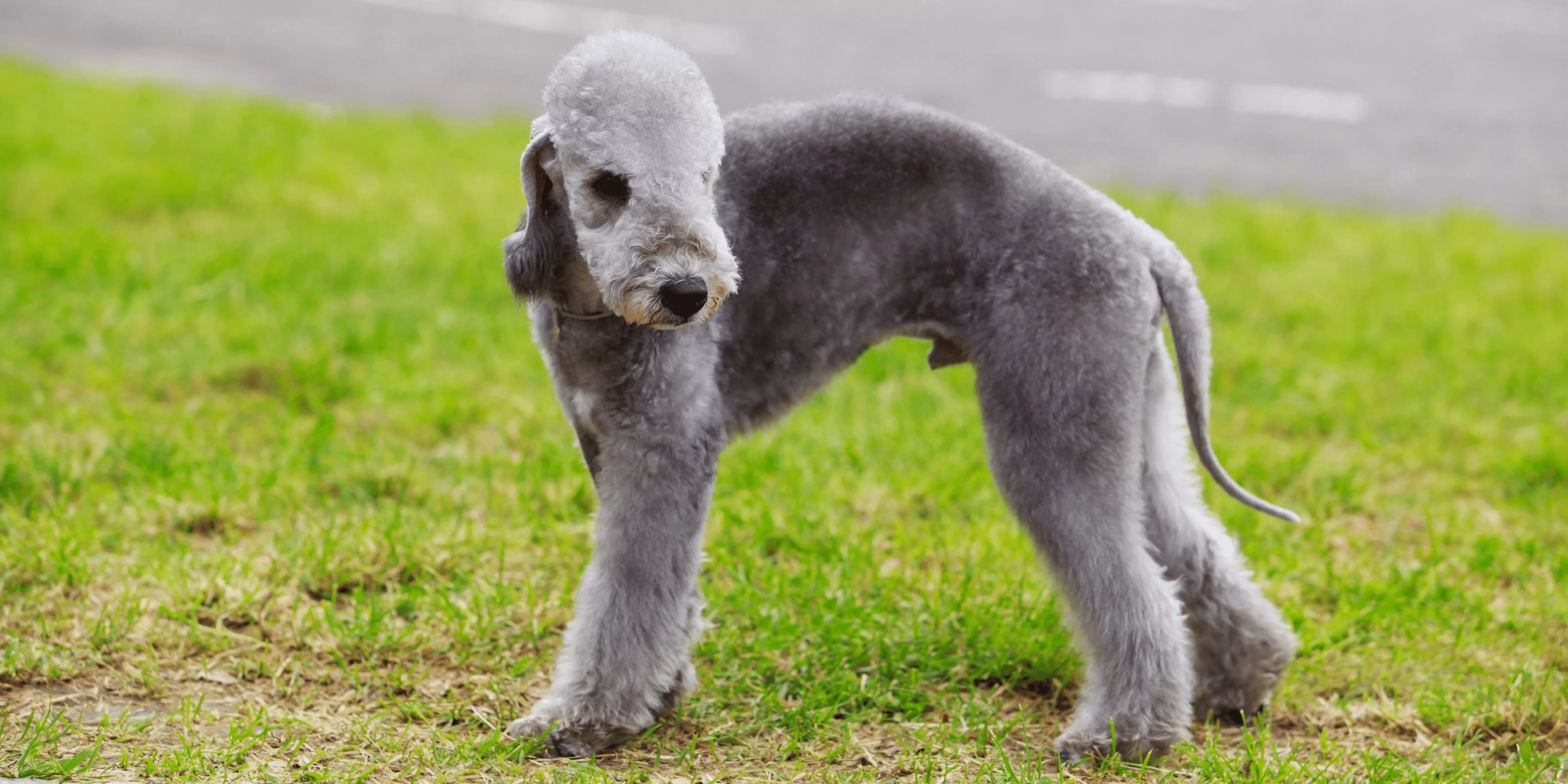 Bedlington Terrier