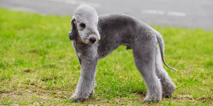 Gray Bedlington Terrier