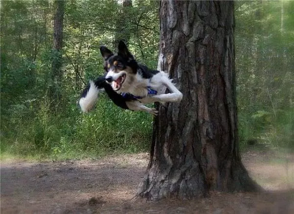 Ninja Dog