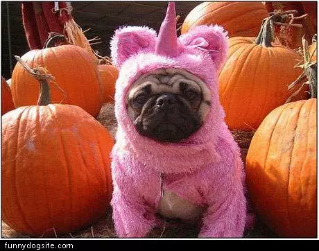 Pink Pug Suit