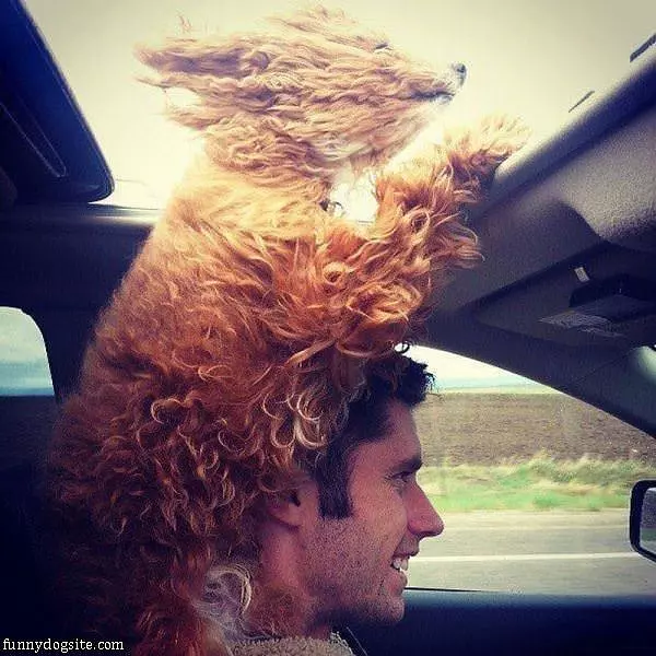 Go Faster Human