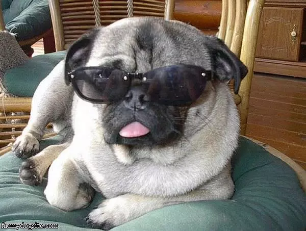 My Cool Glasses