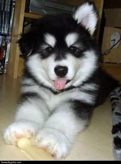 Fluffy Dog
