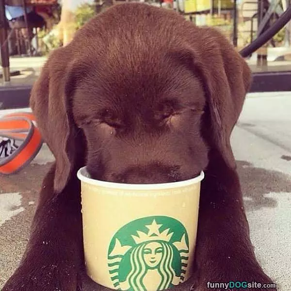 Starbucks Yum